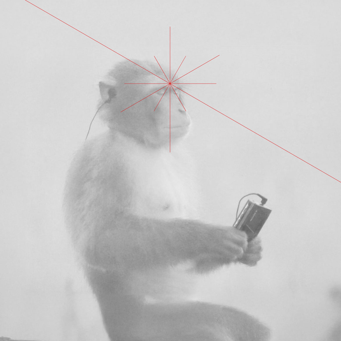 Monkey Neural Vision